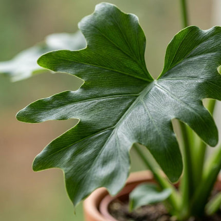 Philodendron Lickety split - ↕70cm - Ø19cm