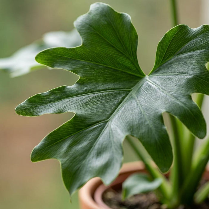 Philodendron Lickety split - ↕70cm - Ø19cm