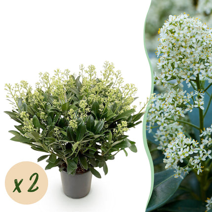 Skimmia japonica 'Finchy' – Weißblühend – Über 40 Blüten – ↕60 cm – Ø19 cm – 2 Stück