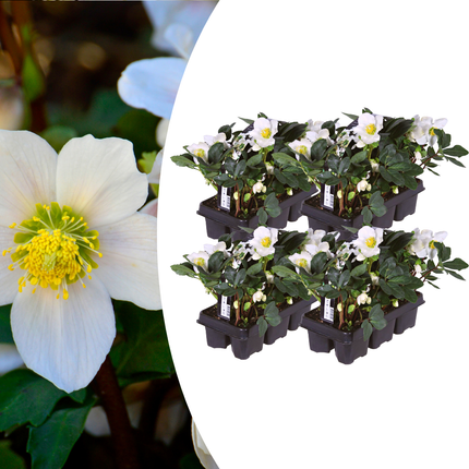 Helleborus niger ‘Christmas Carol’ - Kerstroos - ↕20cm - Ø7cm - 24x