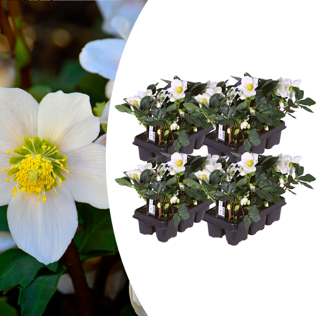 Helleborus niger ‘Christmas Carol’ - Julerose - ↕20cm - Ø7cm - 24x