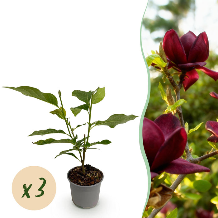 Magnolia Genie - Bloem Paars - 3 Planten - Bladverliezend - Weinig Onderhoud - Pot 12cm Hoogte 30cm
