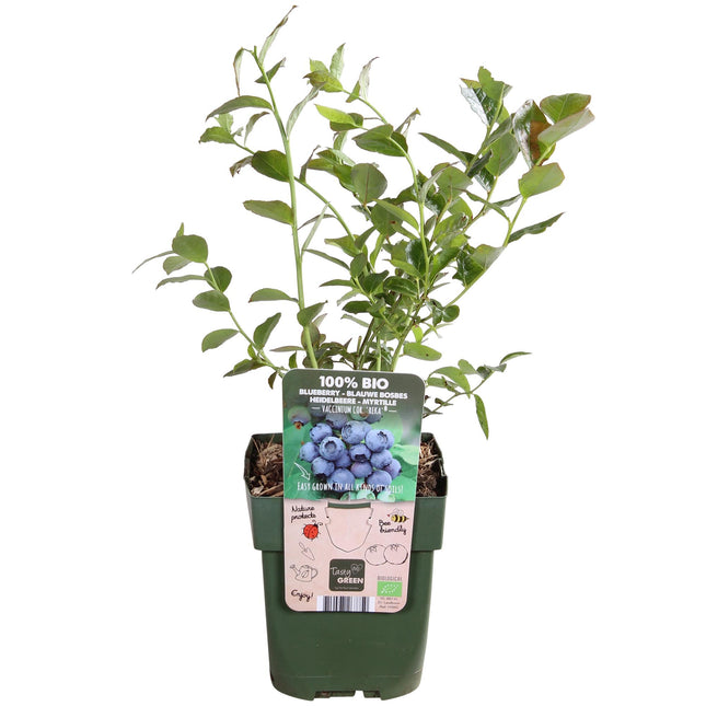 Vaccinium Corymbosum 'Reka' - Blauwe Bessenplant - ↕45cm - Ø13cm