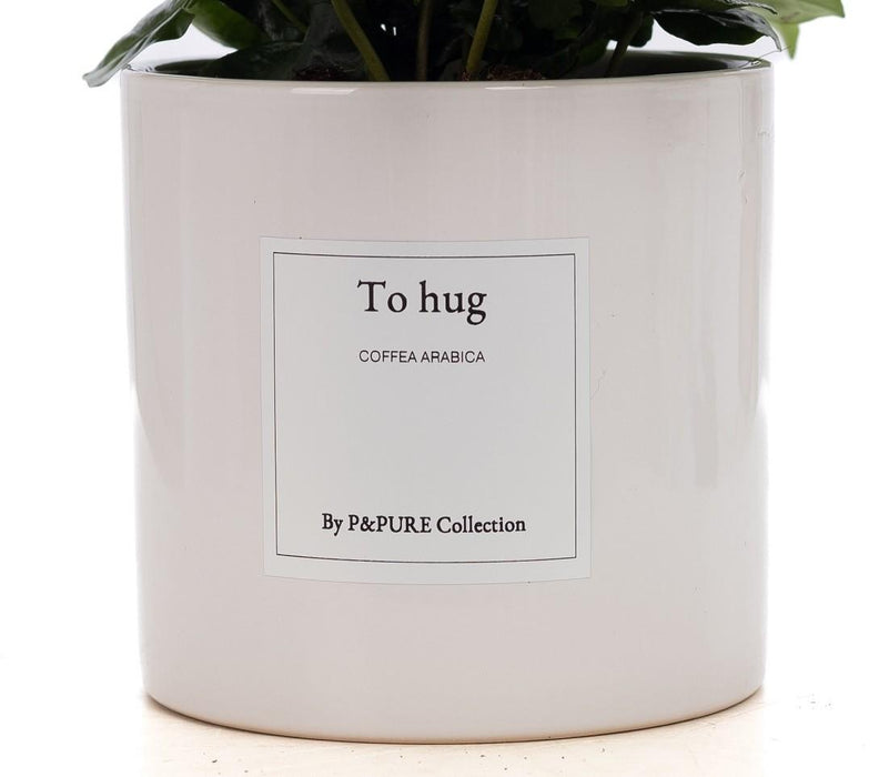 Coffea Arabica Gift "To Hug" met wenskaart - Ø12cm - ↕20cm