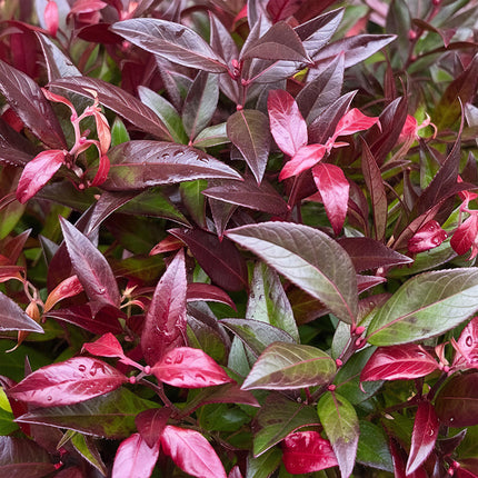 Leucothoe Zeblid - Rood - 1 Plant - Groenblijvend - Weinig Onderhoud - Pot 17cm Hoogte 45cm