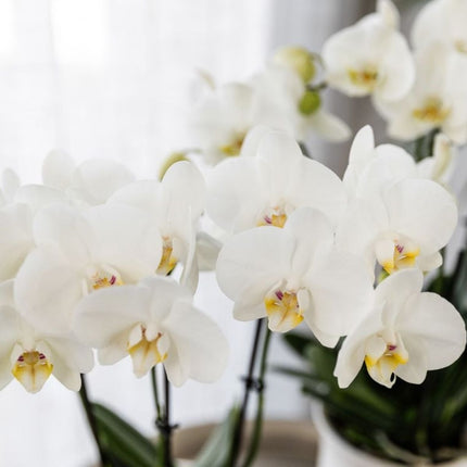 Kolibri Orchids | Gift Set Allure Shiny Goud - Witte Phalaenopsis Orchidee Mineral Amabilis & Succulenten