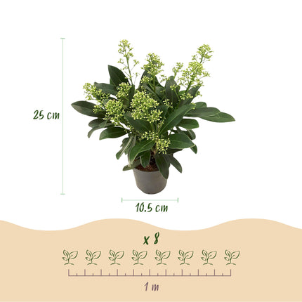 Skimmia Japonica Duo - Bloem Wit & Rood - 10+ Bloemen - ↕25cm - Ø10,5cm - 2x