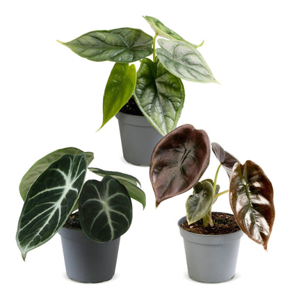 Baby Alocasia Tricolour 3x - Rood - Groen - Zwart - Tropisch - Ø6cm - ↕12cm