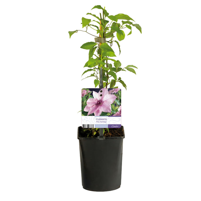 Clematis Pink Fantasy - Bosrank - Bloem Roze - ↕40cm - Ø11cm - 2x