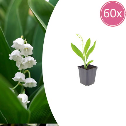Convallaria majalis - Lelietjes van dalen - ↕10-25cm - Ø9cm - 60x