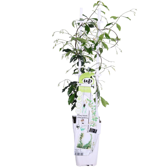 Trachelospermum 'Star of Venice' - White Tuscan Jasmine - ↕65cm - Ø15cm