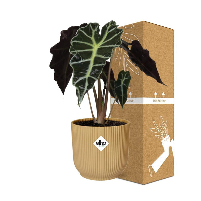 Alocasia ‘Polly’ in gele elho Vibes Fold - Ø14cm