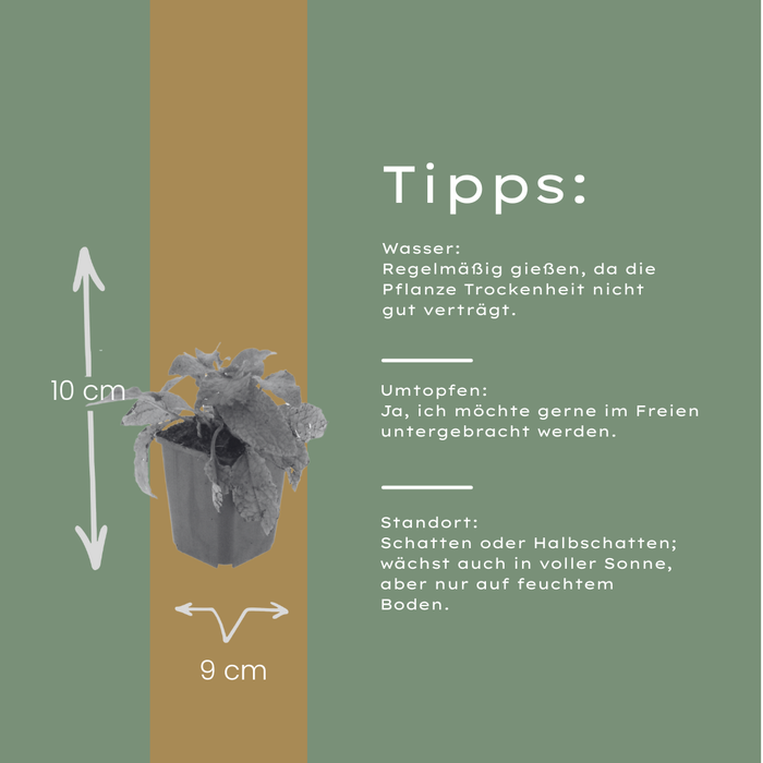 Symphytum grandiflorum - Smeerwortel - ↕10-25cm - Ø9cm - 48x