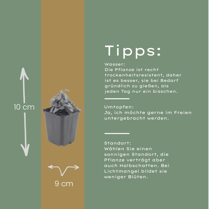 24x Erigeron karvinskianus - ↕10-25cm - Ø9cm