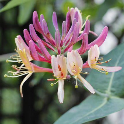 Lonicera periclymenum 'Belgica' - Madreselva - ↕65cm - Ø15cm