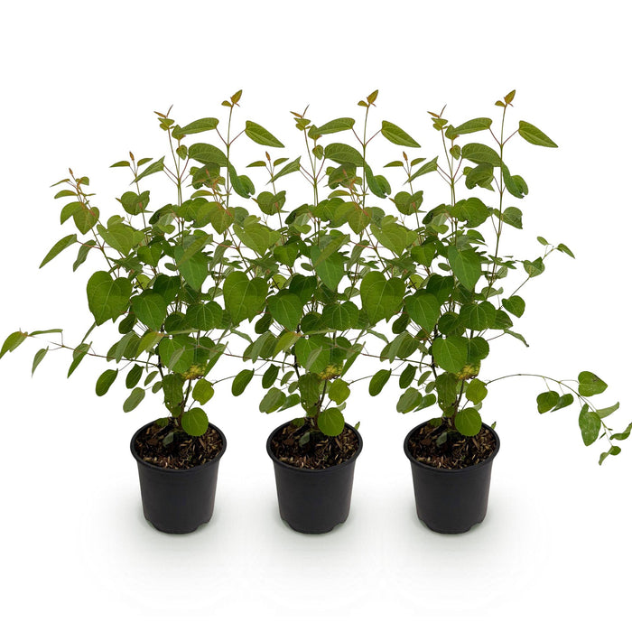 Cercidiphyllum japonicum - Groen 3 Planten - Bladverliezend - Weinig Onderhoud - Pot 12cm Hoogte 35cm