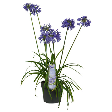 Agapanthus 'Ever Sapphire' - lilia afrykańska - ↕30cm - Ø19cm