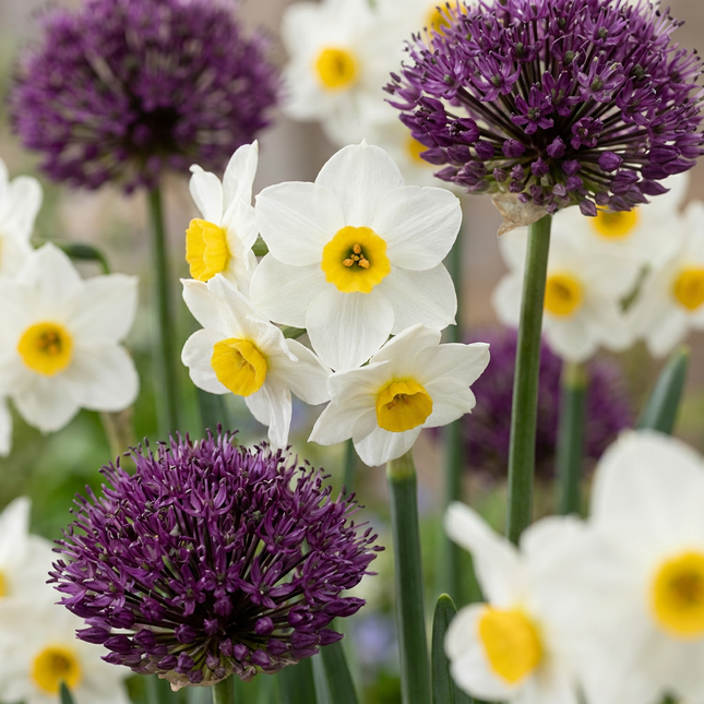 35x Trockengarten-Blumenzwiebeln - Blumenzwiebeln - Trockengarten-Zwiebelpflanzen - Verschiedenes - Sommerblüher - Zwiebelgröße 10/12