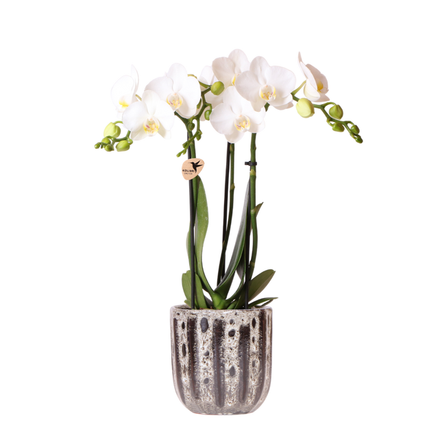 Kolibri Orchids | Witte Phalaenopsis Orchidee - Mineral Amabilis in Soul Sierpot - Ø9 cm