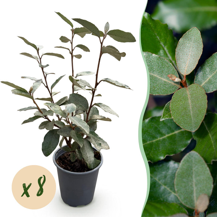 Elaeagnus ebbingei Compacta - Blad Grijs - 8 Planten - 1 Strekkende Meter - Groenblijvend - Pot 9cm Hoogte 30-35cm