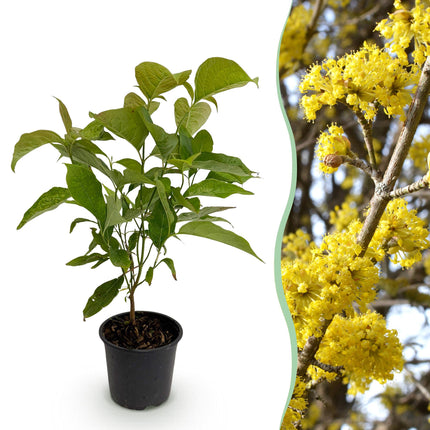 Hartriegel (Cornus mas) – Gelbe Blüte – 1 Pflanze – Laubabwerfend – Pflegeleicht – Topf: 12 cm, Höhe: 35 cm