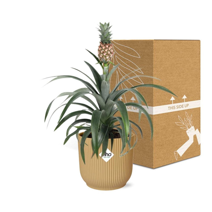 Ananas Mi Amigo - Ananasplant - in elho Vibes Fold Ø14cm geel
