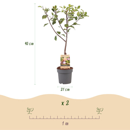 Pruimen boom - Prunus domestica Opal - Geel Rode Vrucht - ↕90cm - Ø21cm