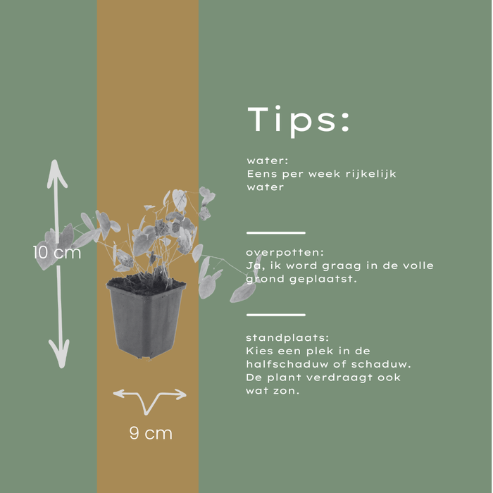 12x Epimedium y. 'Niveum' - ↕10-25cm - Ø9cm