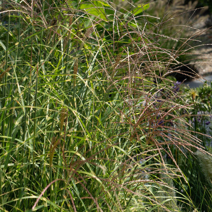 Miscanthus sinensis Strictus - Prachtriet - ↕60cm - Ø23cm
