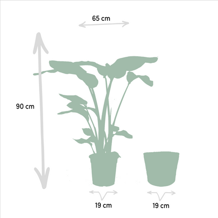 Strelitzia Nicolai - ↕85cm - Ø19cm + Monstera Deliciosa + Mand Selin - ↕75cm - Ø21cm