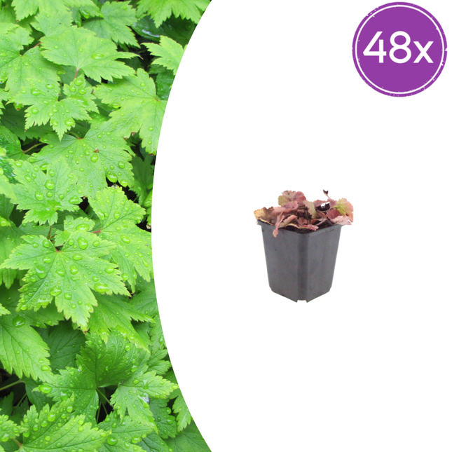 Tiarella cordifolia - Foamflower - ↕10-25cm - Ø9cm - 48x