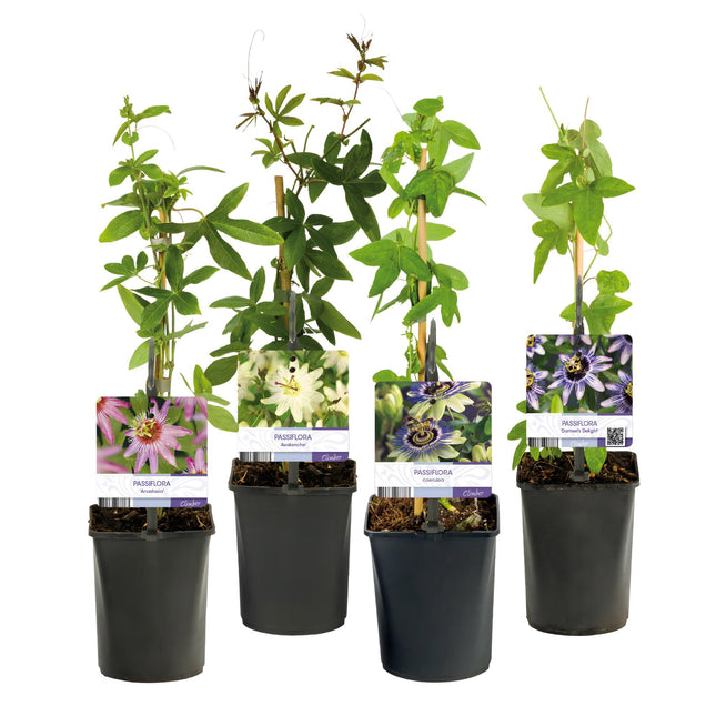 Passionflower - Passiflora Rainbow - Flower Pink White Purple Green - ↕40cm - Ø11cm - 4x