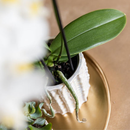 Kolibri Orchids | Gift Set Oyster - Witte Phalaenopsis Orchidee Mineral Gibraltar & Succulenten