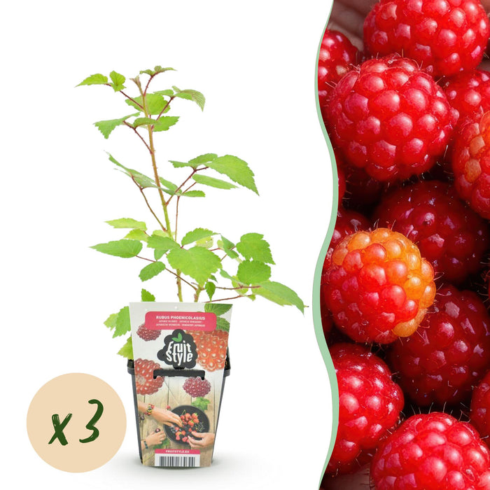 Raisinier du Japon (Rubus phoenicolasius) - Rustique - 3 plants - Pot de 9 cm - Baies rouges