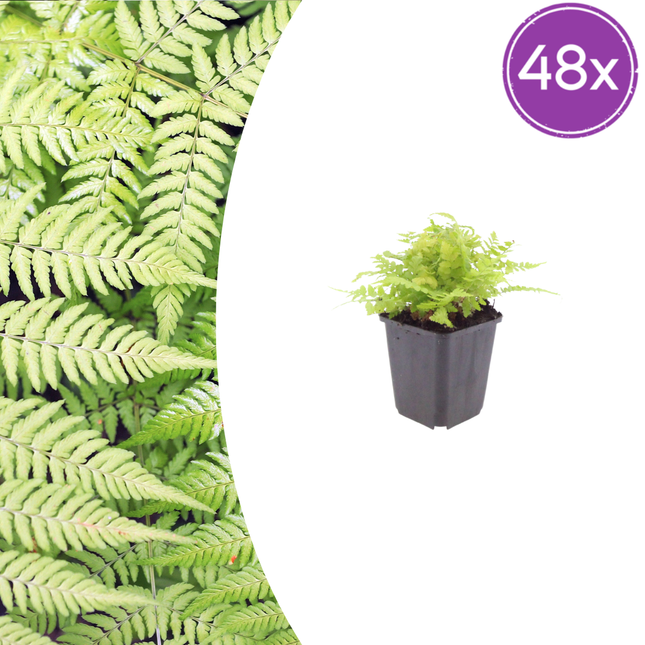 Dryopteris filix-mas - Felce maschio - ↕10-25cm - Ø9cm - 48x