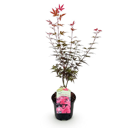 Japansk ahorn - Acer palmatum Skeeters Broom - Lilla - ↕70cm - Ø19cm