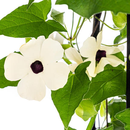 Suzanne der schönen Augen – Thunbergia alata Sunny Susy White – ↕60 cm – Ø13 cm – 4x