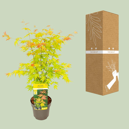 Acer Palmatum Orange Dream - Japansk Ahorn - ↕50cm - Ø19cm