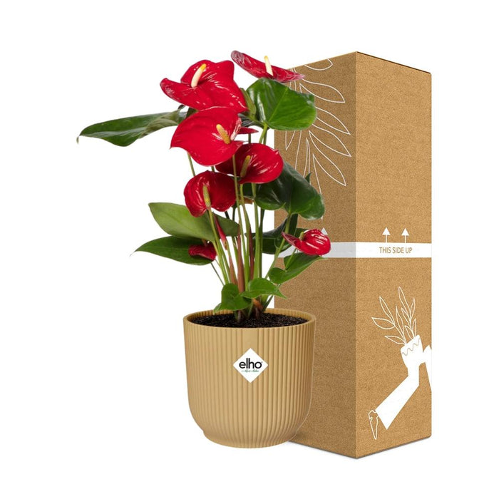 Anthurium Red Ø12cm -  in gele elho Vibes Fold Ø14cm