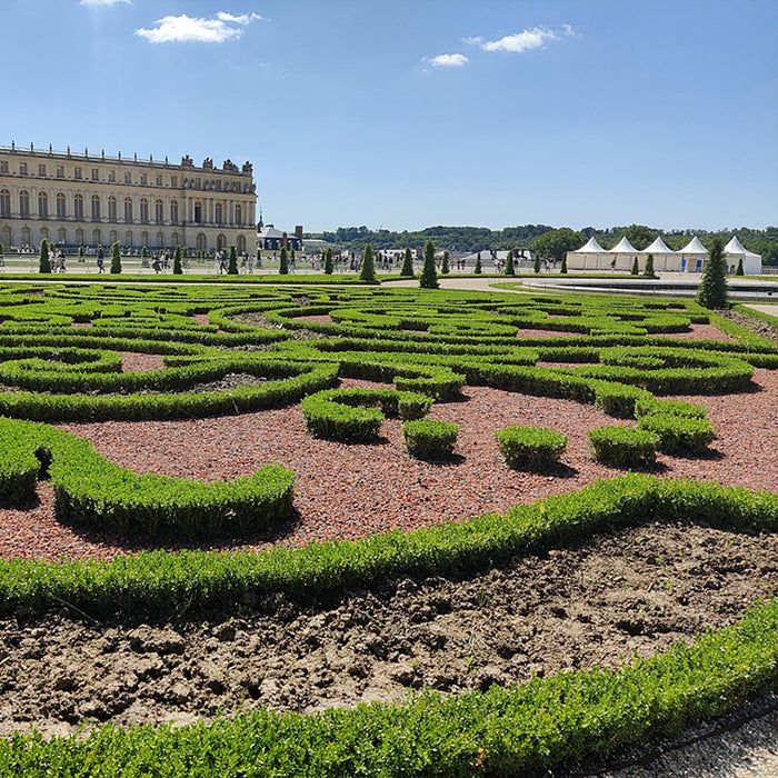 Buxus Haag - BetterBuxus Babylon Beauty - Resistant tegen de Buxus schimmel - 1 strekkende meter - ↕50-55cm - Ø19cm - 4x