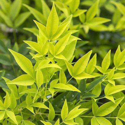 Nandina Lemon & Lime - Geel - 1 Plant - Groenblijvend - Weinig Onderhoud - Pot 17cm Hoogte 45cm