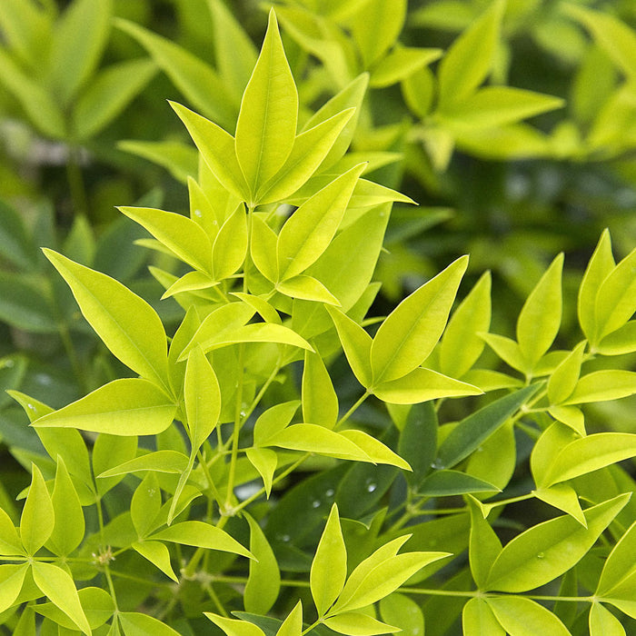 Nandina Lemon & Lime - Geel - 1 Plant - Groenblijvend - Weinig Onderhoud - Pot 17cm Hoogte 45cm
