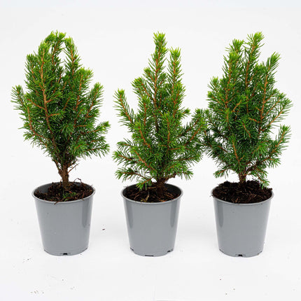 Mini Christmas tree - Picea Glauca Perfecta - ↕15-20cm - Ø6cm - 3x