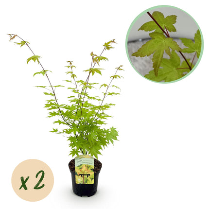 Japanse Esdoorn - Acer palmatum Summergold - Geel - ↕70cm - Ø19cm - 2x