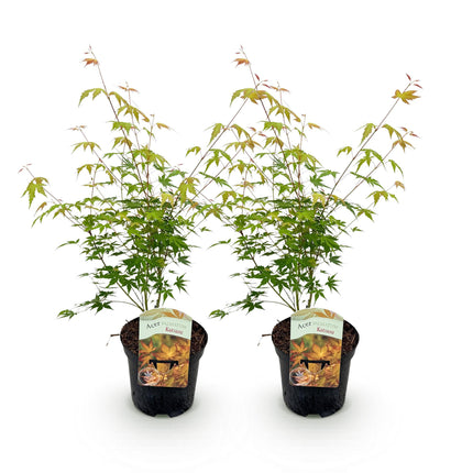 Japansk ahorn - Acer palmatum Katsura - Orange - ↕70cm - Ø19cm - 2x