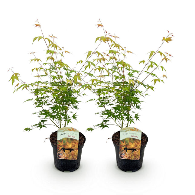 Japanese Maple - Acer palmatum Katsura - Orange - ↕70cm - Ø19cm - 2x