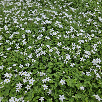 Isotoma Fluviatilis 'Alba' - Blauwe Grondkruiper - ↕10-25cm - Ø9cm - 12x