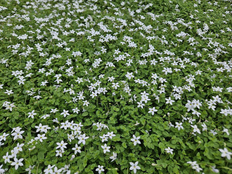 Isotoma Fluviatilis 'Alba' - Blauwe Grondkruiper - ↕10-25cm - Ø9cm - 12x