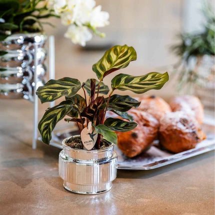 Kolibri Home | Allure Shiny sierpot - Zilver - Ø6cm