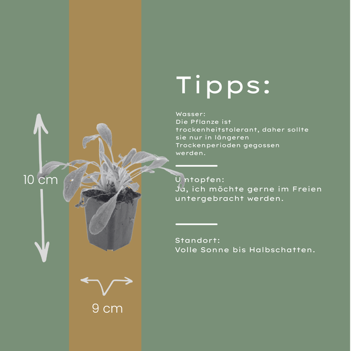 6x Stachys byzantina - ↕10-25cm - Ø9cm